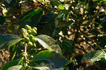 A bunch of green berries on a brown tree.