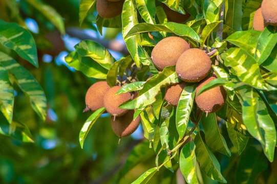Manilkara zapota, also known as sapodilla or chikoo, with ripe brown fruits and lush green leaves, thriving in a tropical garden setting