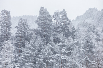 winter forest landscape in snowy weather in the Elbrus mountains