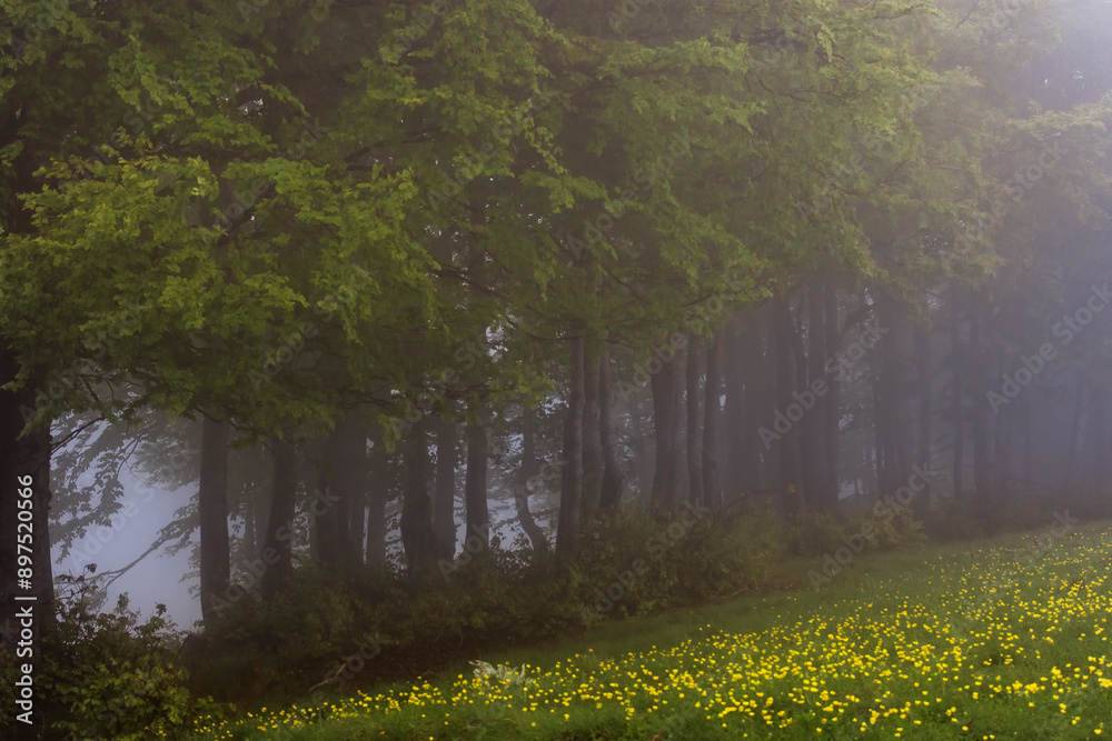 Canvas Prints misty morning in the forest