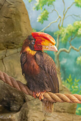 rufous hornbill, (Buceros hydrocorax), posing on a rope