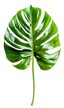 recommend clip art: Tropical leaf monstera plant isolated on transparent background. PNG