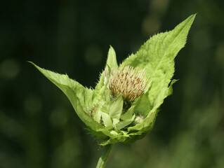 Close-up of a cabbage thistle flower on a sunny summer day on a blurred dark green background. Selective soft focus.
