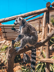 lemur