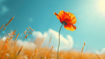 Vivid single poppy flower under sunlight with blue sky and grass color modified text space Very warm color scheme