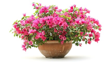 Vibrant Bougainvillea Bush in a Clay Pot