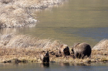 Grizzly Bear Sow and Cubs in Yellowstone National Park Wyoming