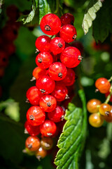 A view of a bunch of red currants