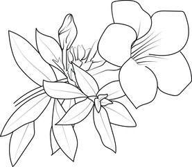 Flower Allamanda line art collection, Advanced Flower Coloring Page, Beautiful Allamanda flowers wall art, Allamanda Coloring Pages, artistic decorative floral sketches, pretty flower coloring pages
