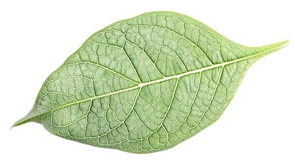 Obraz premium A close-up view of a detailed green leaf showcasing its intricate veins and texture against a white background.