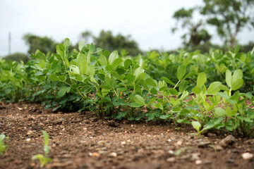Luxuriant peanut plant rows flourish on fertile farmland beneath cloudy skies, Discover the heart of agriculture through this enchanting snapshot of a peanut farm.