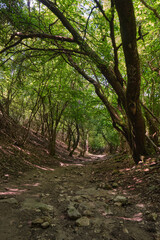 Obraz premium A wide path in a dense forest