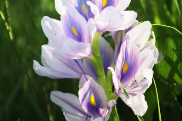 Blossoming water hyacinths (Eichhornia crassipes) flower in river. Close up.