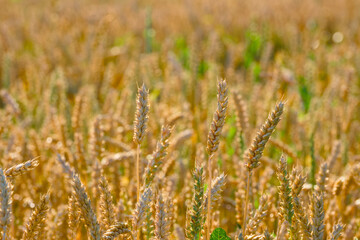 wheat field, ripening ear of wheat