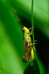 Gemeiner Grashüpfer // Meadow grasshopper (Pseudochorthippus parallelus)