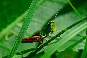 Gemeiner Grashüpfer // Meadow grasshopper (Pseudochorthippus parallelus)