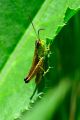 Meadow grasshopper // Gemeiner Grashüpfer (Pseudochorthippus parallelus)