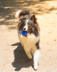 Shetland sheepdog playing with a ball
