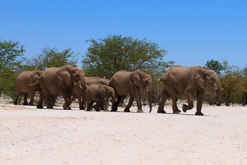 Herd of elephants from Etosha National Park, Namibia