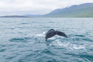 Whale watching from Akureyri, Iceland. Whale in nature © Wirestock