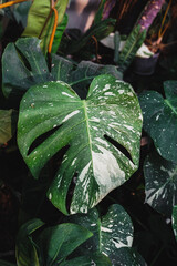 Close up of Tropical Monstera Variegated houseplant with beautiful white sprinkled varigated leaves. Gorgeous Monstera, its delicately variegated leaves glowing softly in the natural light. © SandyHappy