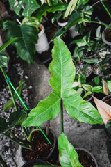 selectively focus on Philodendron plant. Philodendron in the pot on wood plate. philodendron golden dragon,Close up Plant