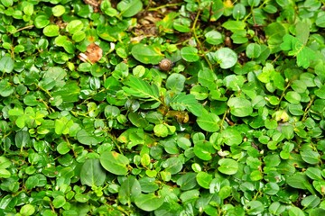 A lush green plant with leaves and a few brown leaves