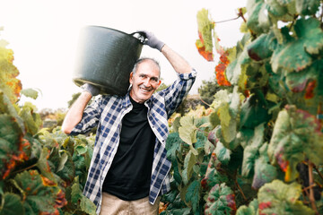 Farm worker, Latin farmer harvesting grapes at vineyard for wine production. Agriculture, food...