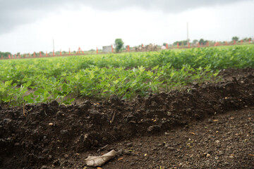 Luxuriant Crop Rows on Fertile Fields Under Overcast Skies, Unearth the essence of agriculture through this captivating image displaying vibrant green crop rows flourishing in fertile soil.