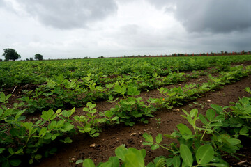 Bountiful Peanut Farms: Natural Wealth Beneath Gloomy Skies, The vivid stock image showcases lush...