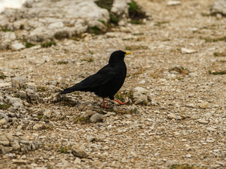 Alpine Chough Resting: Pyrrhocorax graculus on Tre Cime Dolomites Trail