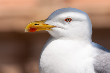 Seagull in the sunshine
