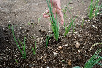 An agricultural close-up featuring a farmer's hand cradling a freshly harvested onion, An intimate view capturing the essential elements of agriculture, with fresh onion seedlings emerging