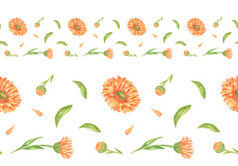 Seamless border of orange calendula flowers. Botanical illustration, hand-painted in watercolor, for labels, eco-goods, textiles, medicinal herbs, tea, cosmetics, fabrics, wallpaper, tableware border.