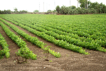 Lush Peanut Farms: Rich Natural Resources Below Overcast Skies, The captivating stock image...