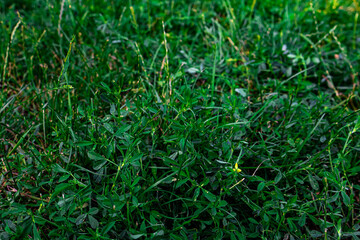 Background of green grass lawn with small leaves close-up