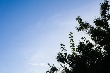 Landscape with tree outline and blue sky without clouds