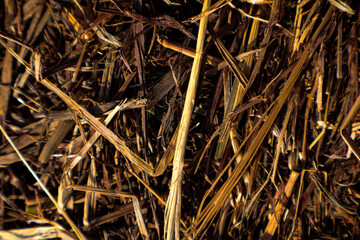 Background of straw, hay, dry grass, yellowed