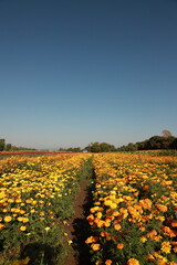 Fototapeta premium Campos de flores de cempasúchil bajo un cielo azul despejado 
