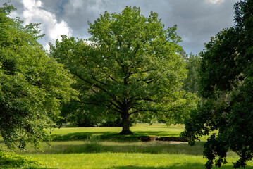 beautiful tree with small pond in green meadow cloudy day