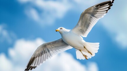Seagull in flight, with wings spread against a blue sky background