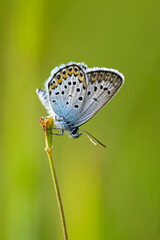 Argus-Bläuling, Geißklee-Bläuling // Silver-studded blue (Plebejus argus) - Pajiștile lui Suciu, Transsilvanien, Rumänien