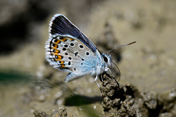 Argus-Bläuling, Geißklee-Bläuling // Silver-studded blue (Plebejus argus)