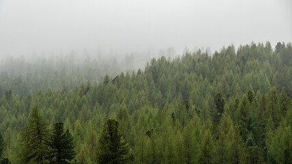 Fototapeta premium Enigmatic Alpine Forest: Spruce Trees Veiled in Soft Fog