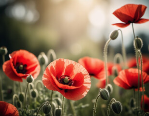 Fototapeta premium Red poppies, green leaves, stems. Poppies are depicted in various stages of bloom, with some fully open and others in bud. Soft back, creating delicate romantic feel. Copy space. Postcard or layout.