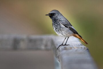 oiseaux