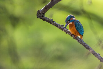 oiseaux
