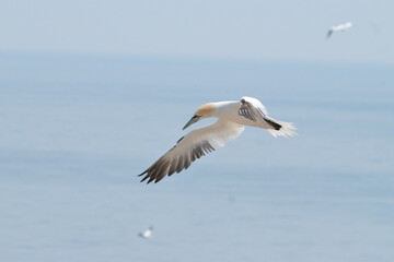 oiseaux