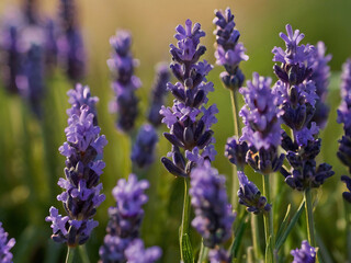 Naklejka premium Lavender