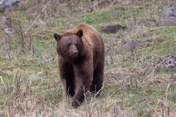 Fototapeta premium Black Bear in Yellowstone National Park Wyoming in Springtime